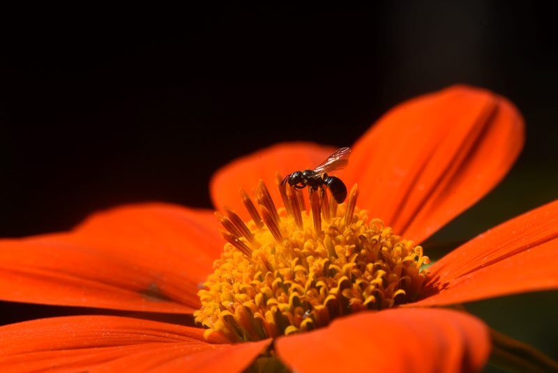 pollinator-fall-5.jpg